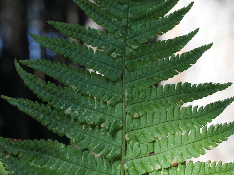 Dryopteris cfr. filix-mas